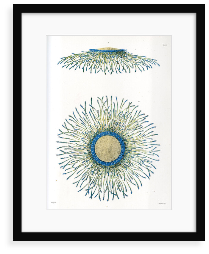 Blue button jellyfish by A Meissel