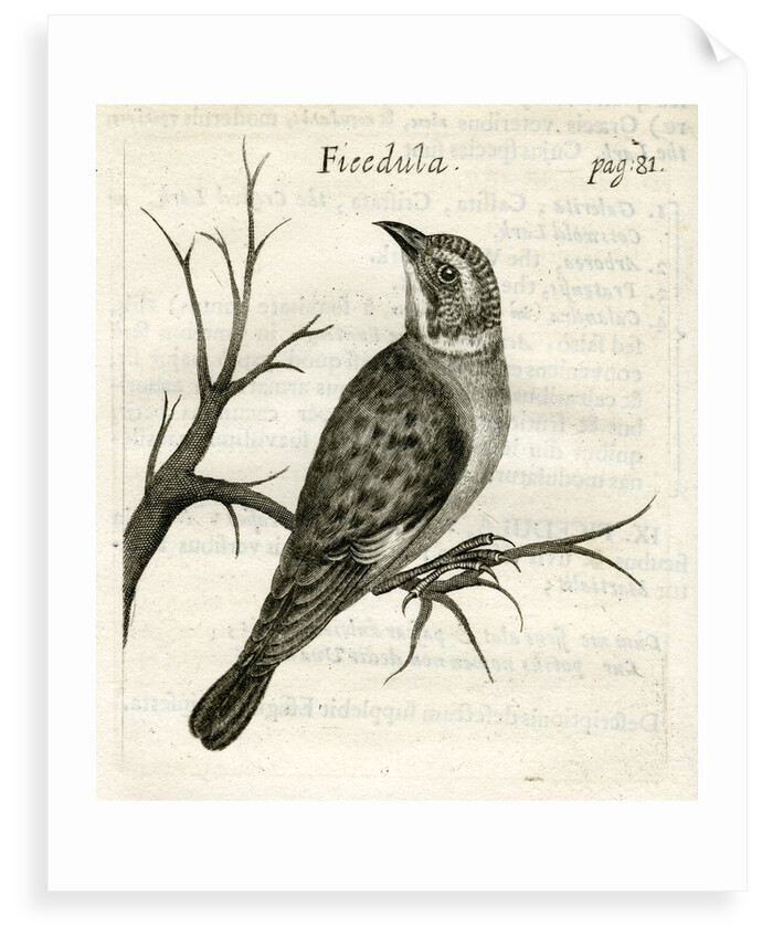 Flycatcher by unknown