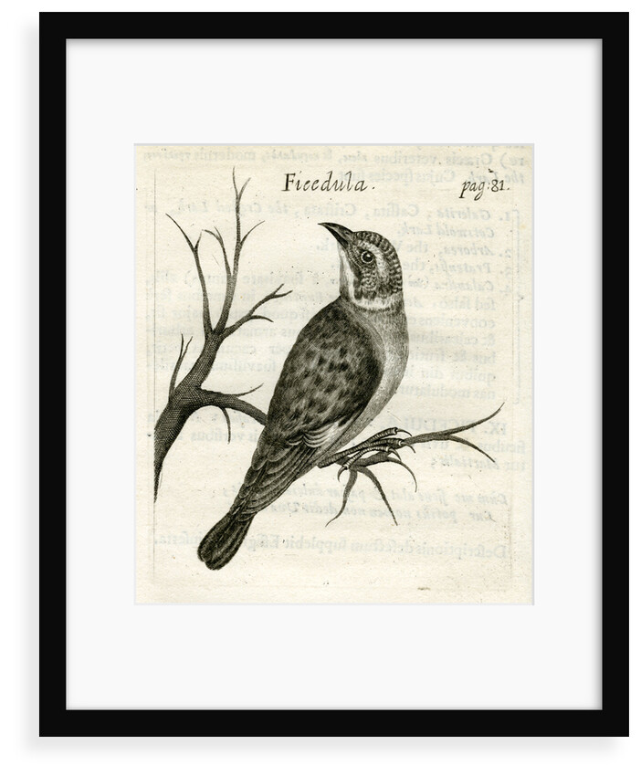 Flycatcher by unknown