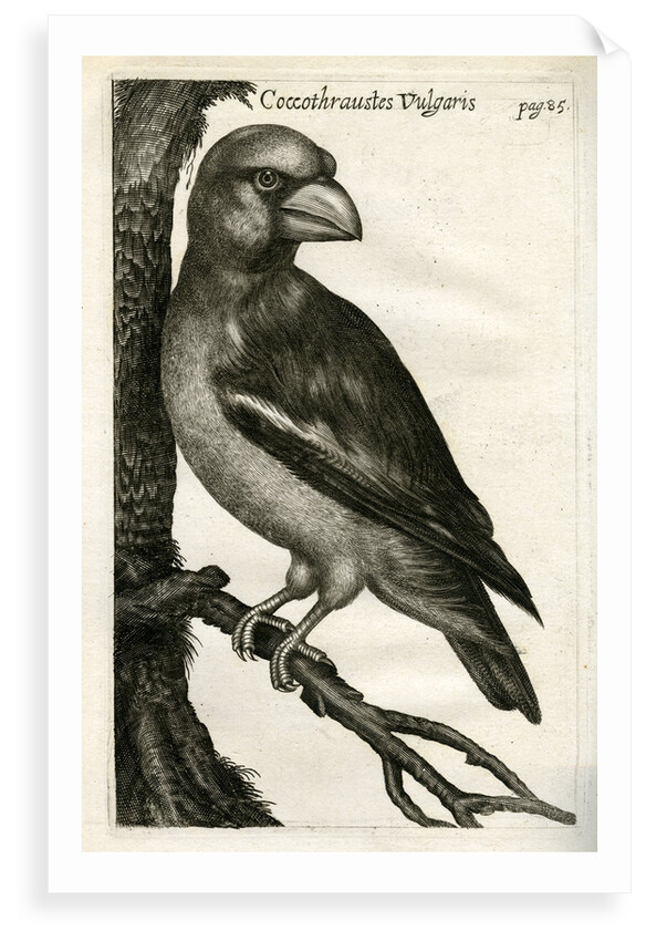 Hawfinch by unknown