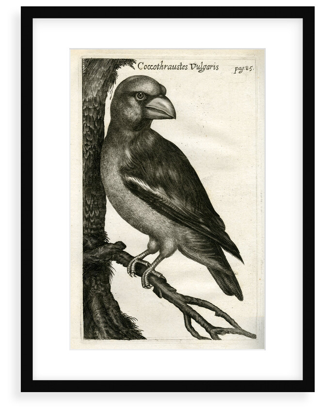 Hawfinch by unknown