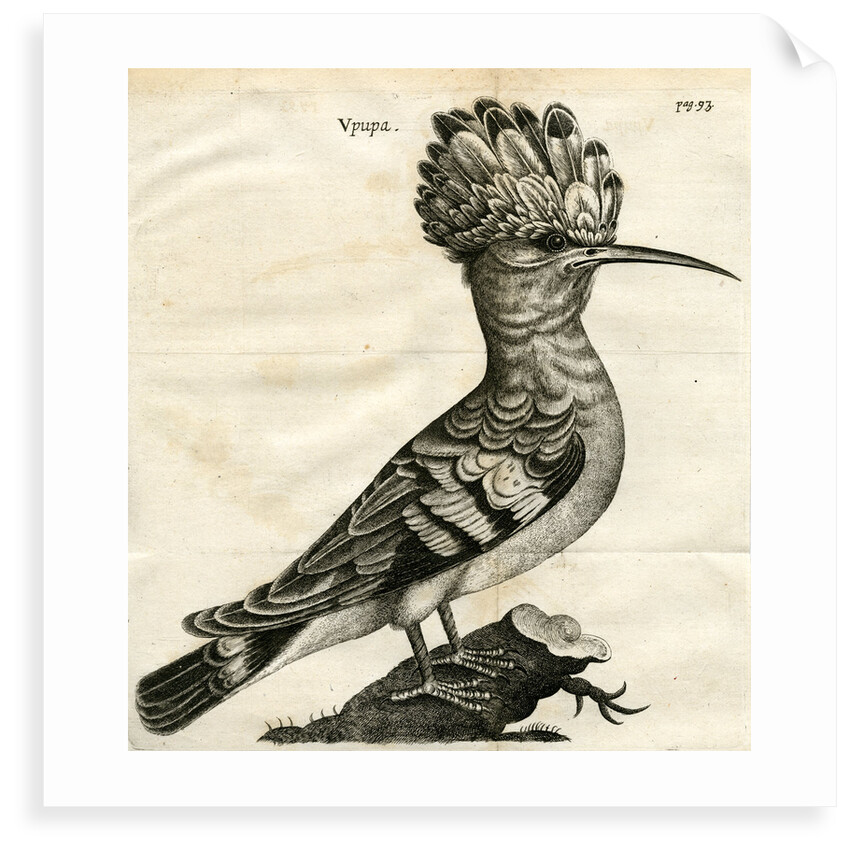 Hoopoe by unknown