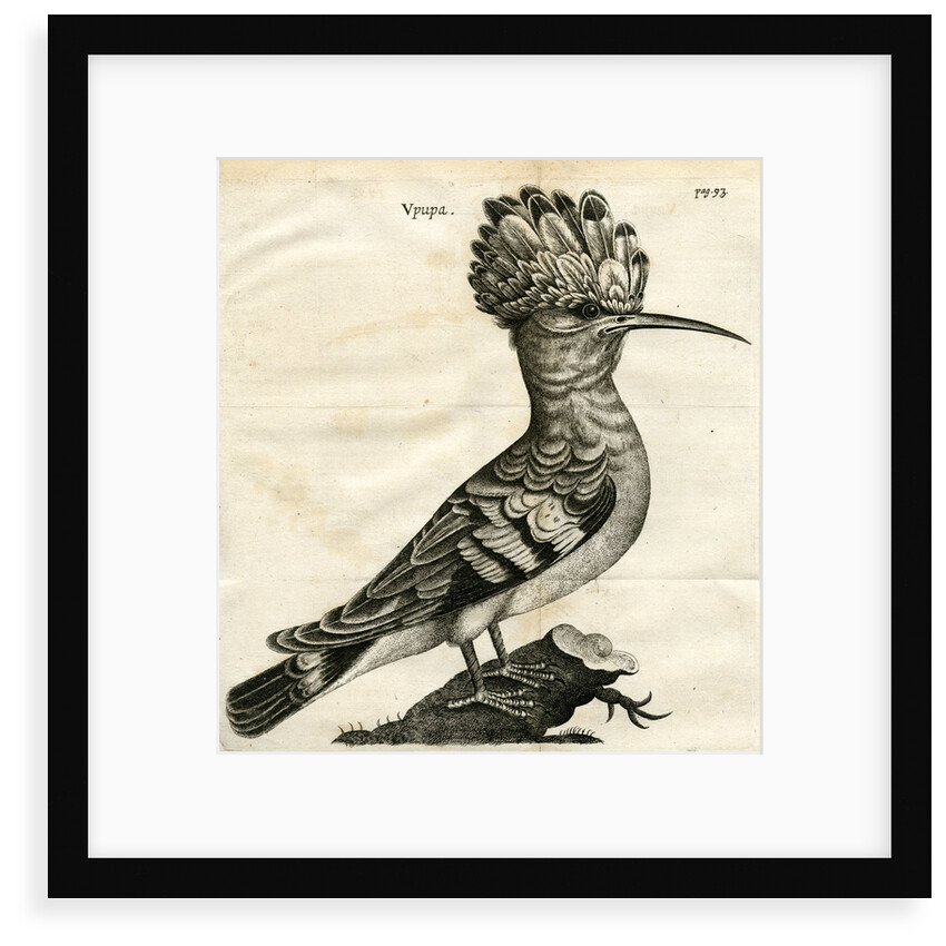 Hoopoe by unknown
