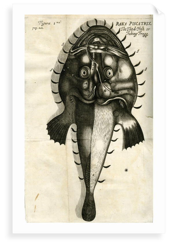 Angler by unknown