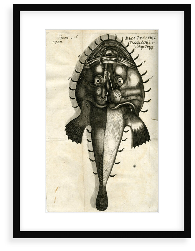 Angler by unknown