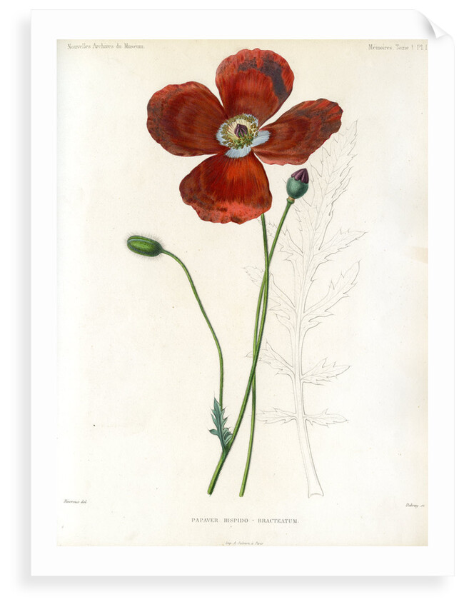 Poppy hybrid by Debray