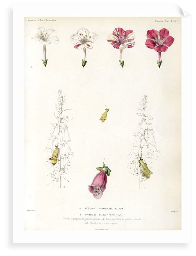 Four-o'clock and foxglove hybrids by Debray