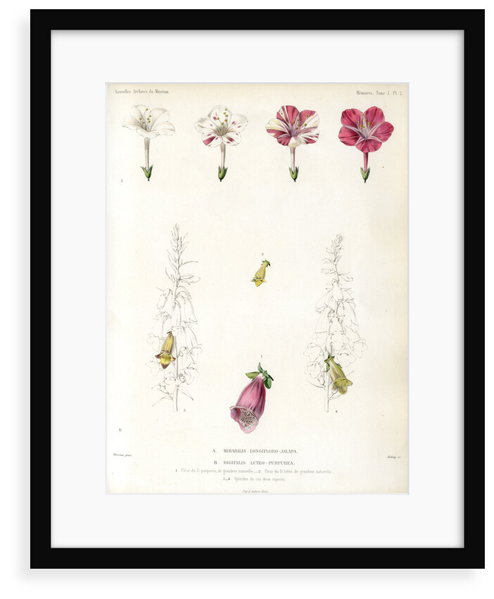 Four-o'clock and foxglove hybrids by Debray
