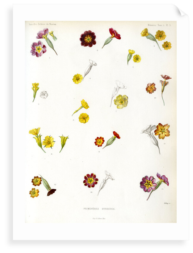 Primula hybrids by Debray