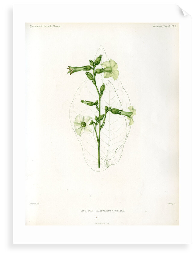 Nicotiana hybrids by Debray