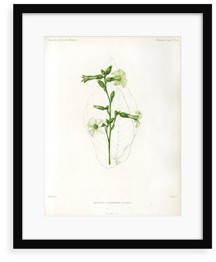 Nicotiana hybrids by Debray