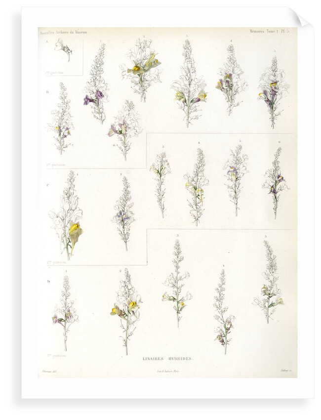 Toadflax hybrids by Debray