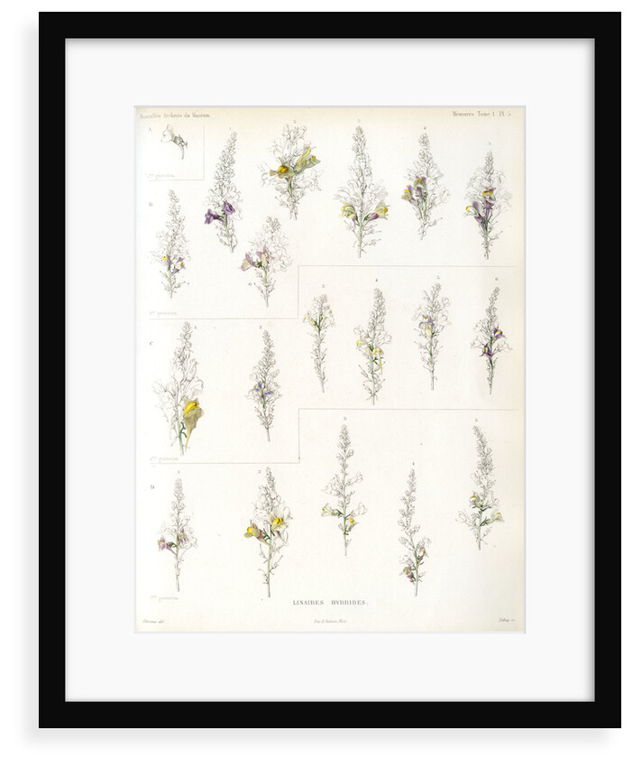 Toadflax hybrids by Debray