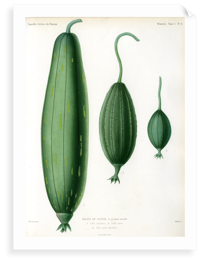Luffas and luffa hybrid by Debray