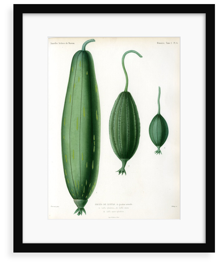 Luffas and luffa hybrid by Debray