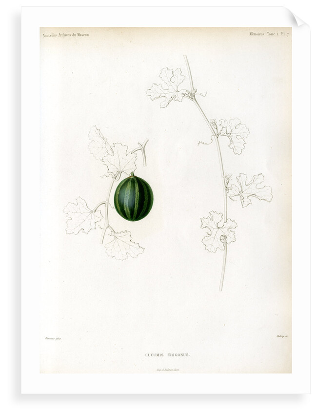 Bitter guard by Debray