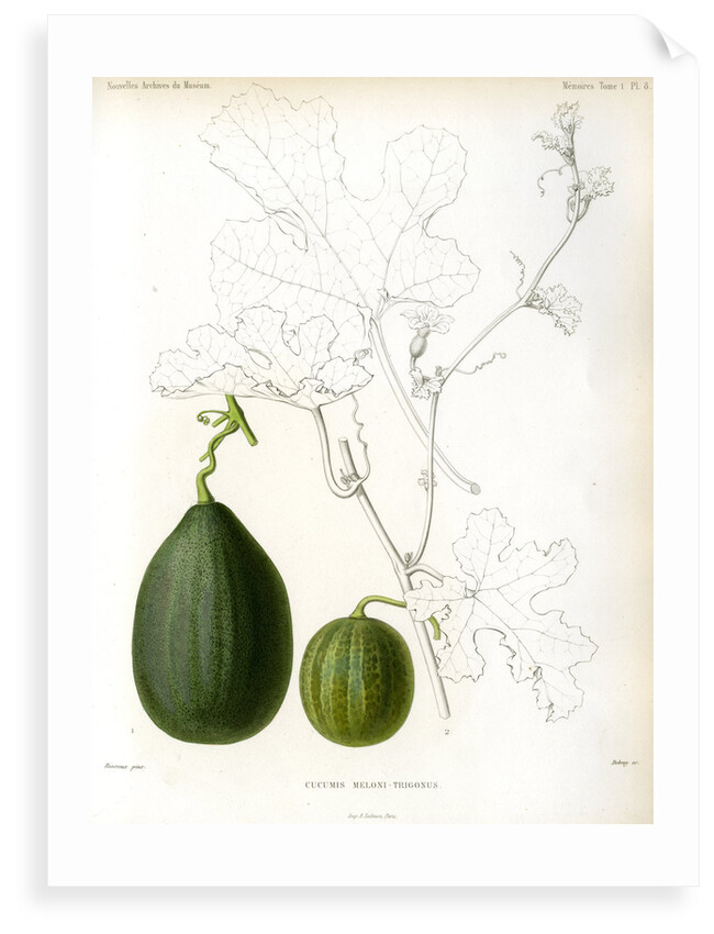 Cucumis hybrids by Debray
