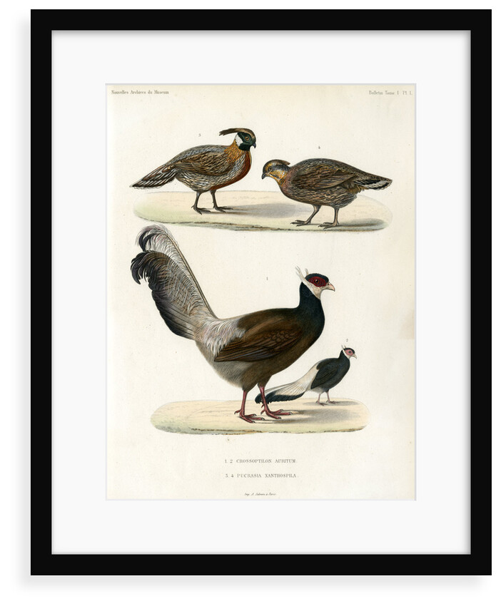 Blue eared pheasant and Koklass pheasant by unknown