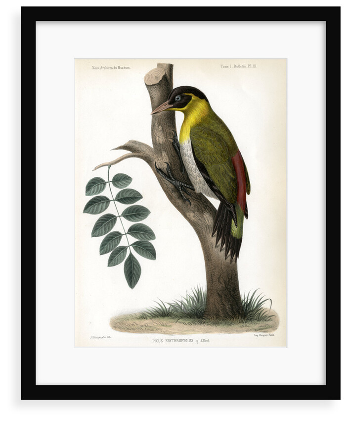 Black-headed woodpecker by J Huet