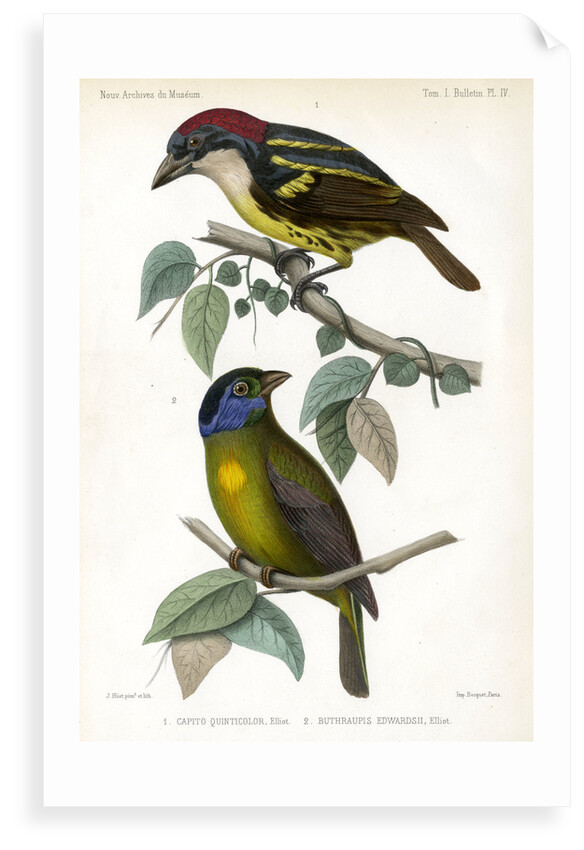 Five-coloured barbet and Moss-backed tanager by J Huet