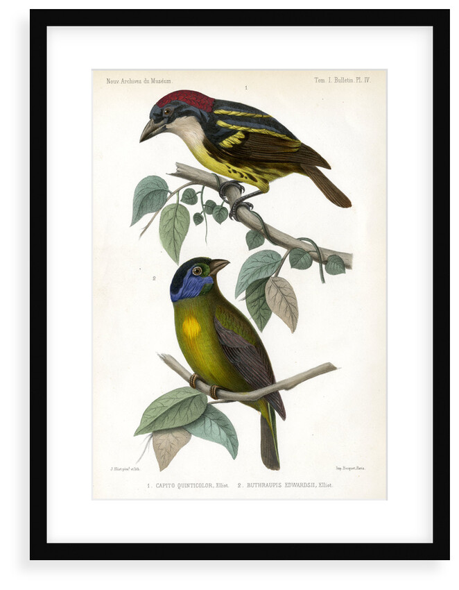 Five-coloured barbet and Moss-backed tanager by J Huet