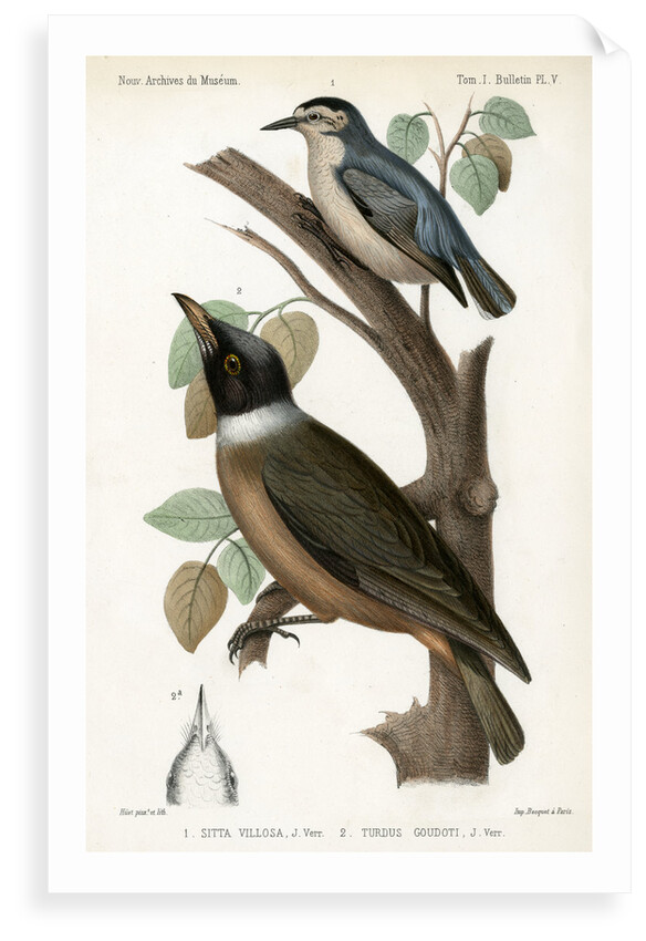 Snowy-browed nuthatch and Vanga by J Huet