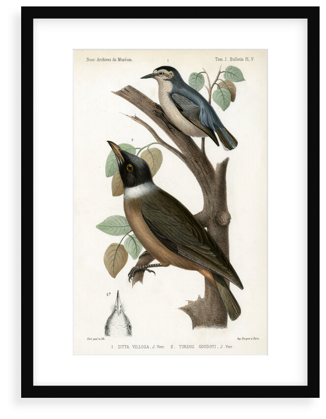 Snowy-browed nuthatch and Vanga by J Huet