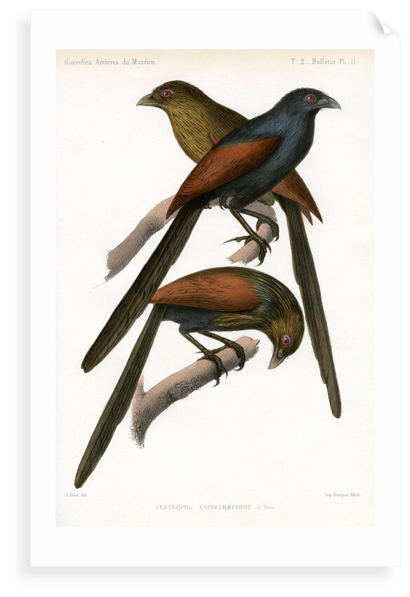 Malagasy coucal by J Huet