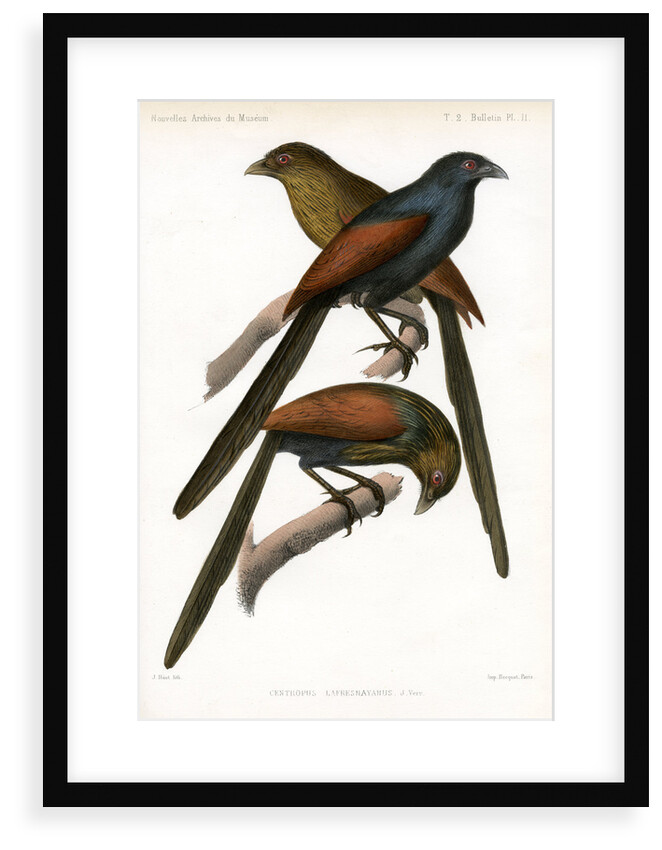 Malagasy coucal by J Huet