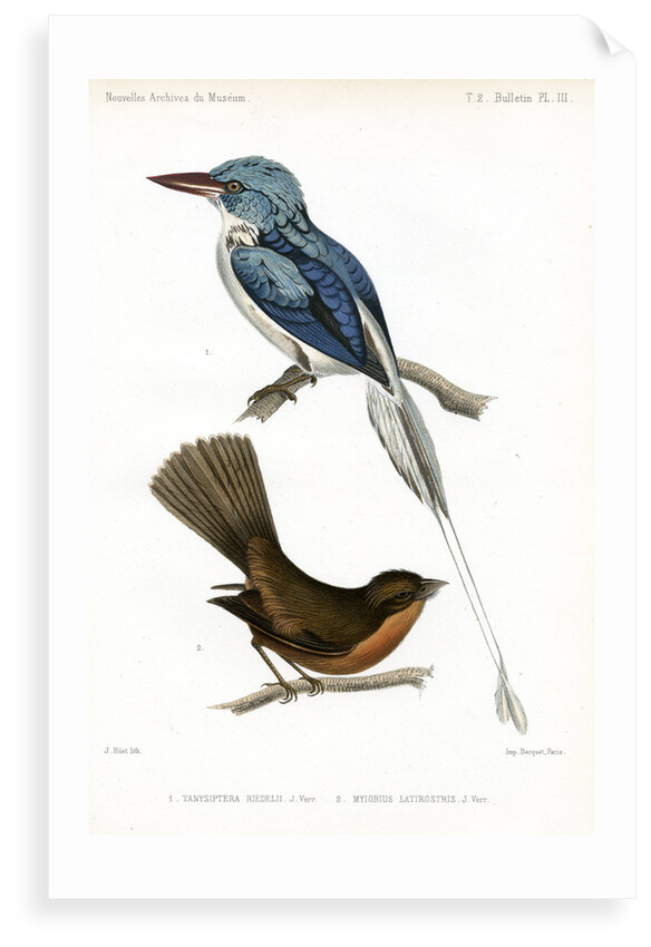 Biak paradise kingfisher and Lesser Antillean pewee by J Huet