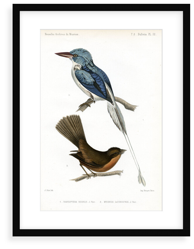 Biak paradise kingfisher and Lesser Antillean pewee by J Huet