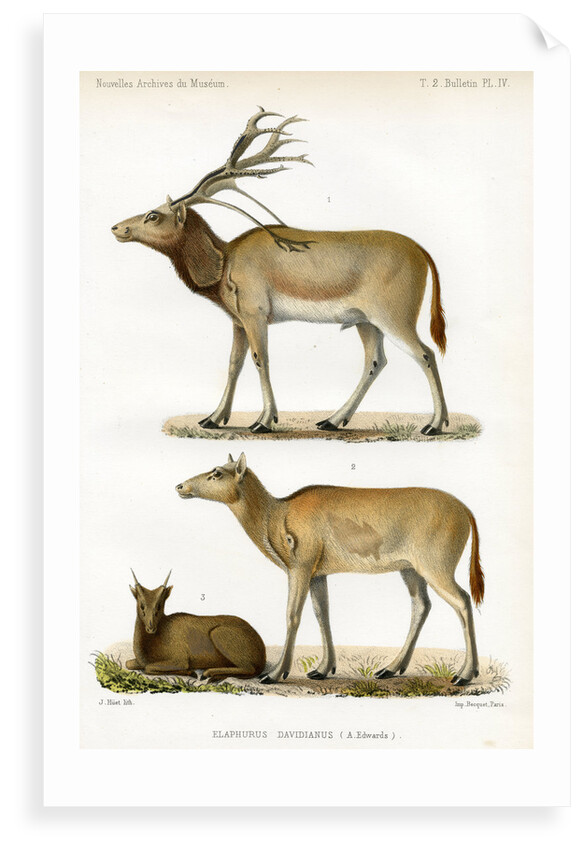 Père David's deer by J Huet