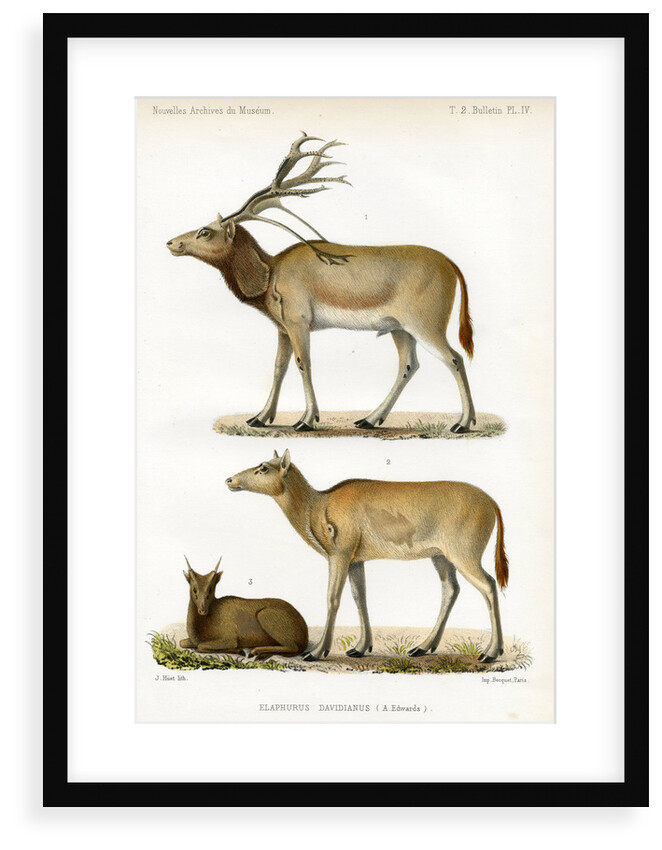 Père David's deer by J Huet