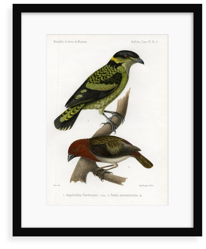 Scaled fruiteater and Red-headed fody by J Huet