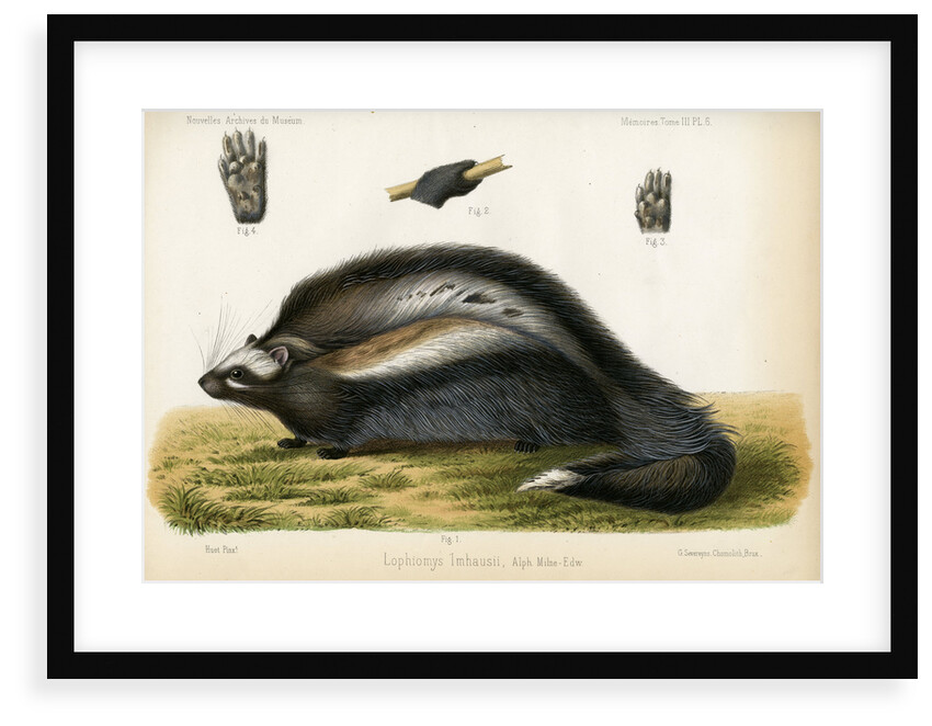 Maned rat by J Huet