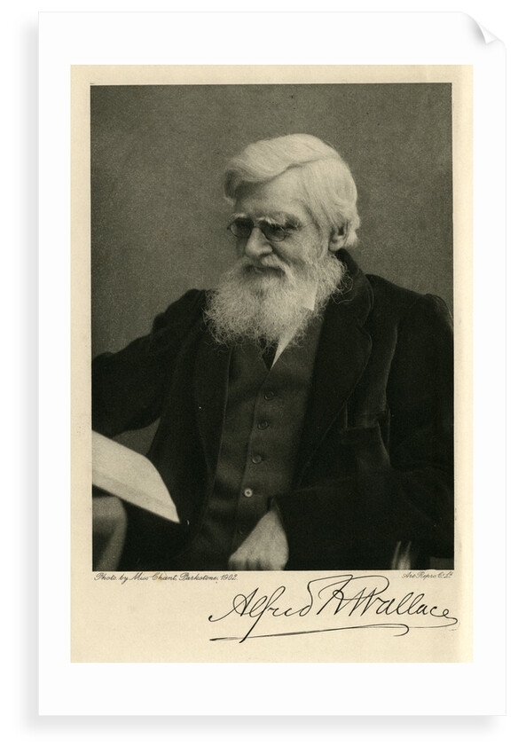 Portrait of Alfred Russel Wallace by Art Reproduction Company