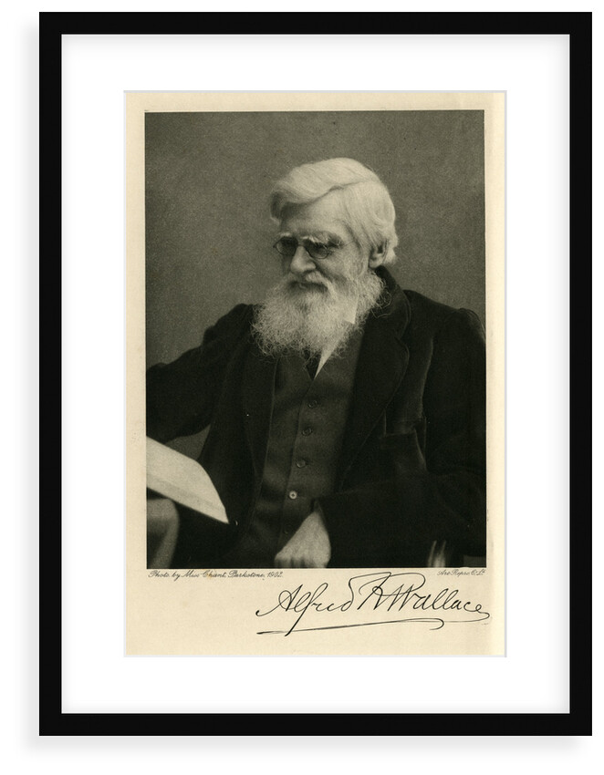 Portrait of Alfred Russel Wallace by Art Reproduction Company