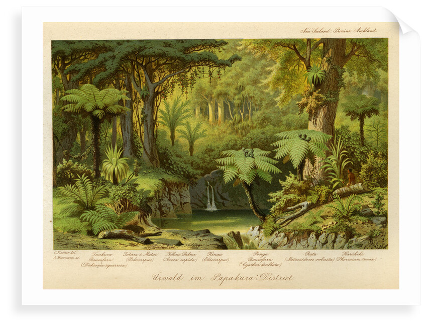 Forest in Papakura, New Zealand by Arnold Meermann