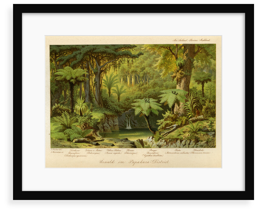 Forest in Papakura, New Zealand by Arnold Meermann