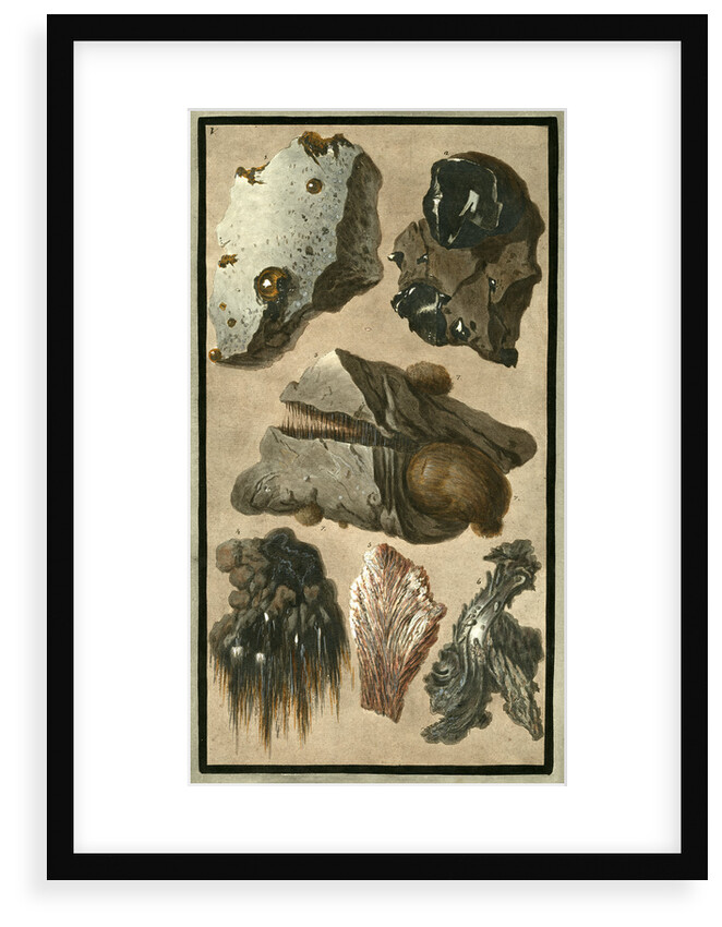 Rock specimens by Pietro Fabris