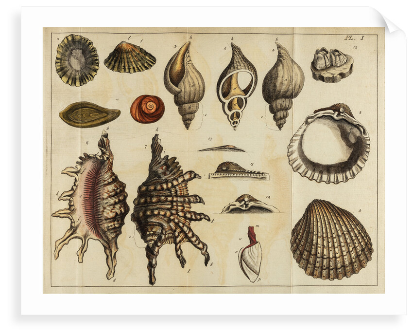 Shell specimens by Peter Brown