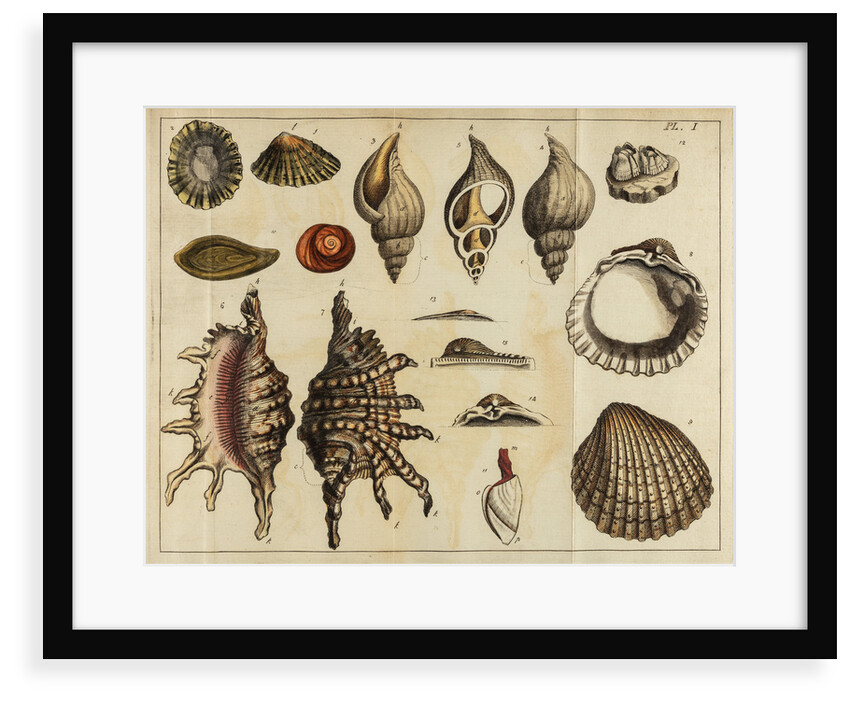 Shell specimens by Peter Brown