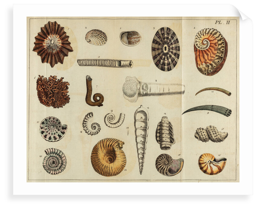 Shell specimens by Peter Brown