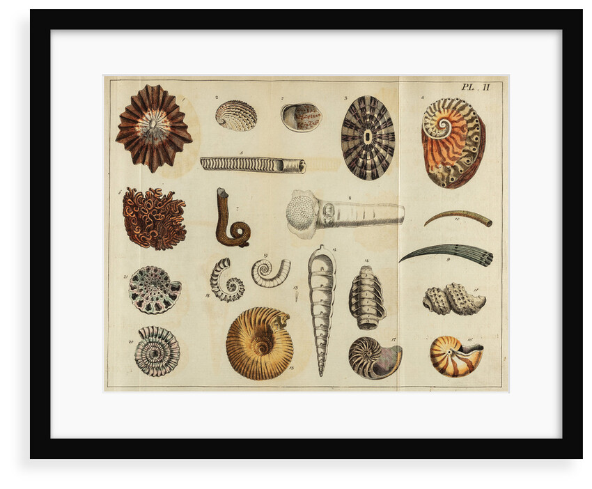 Shell specimens by Peter Brown