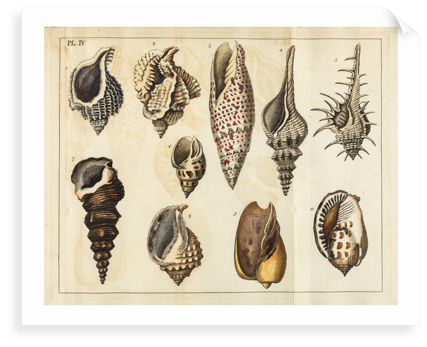 Shell specimens by Peter Brown