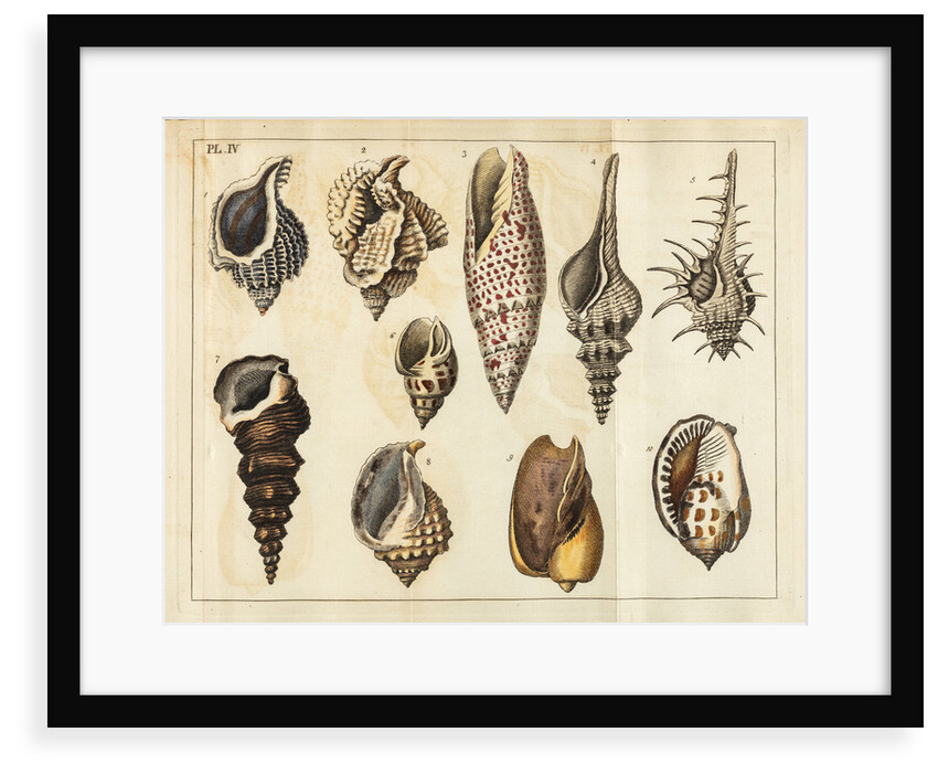 Shell specimens by Peter Brown