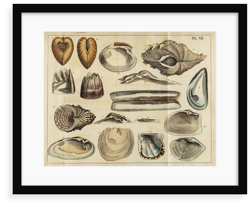Shell specimens by Peter Brown