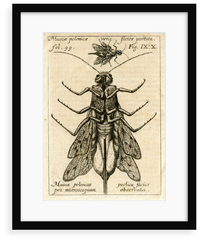 Muscae polonicae' by Unknown