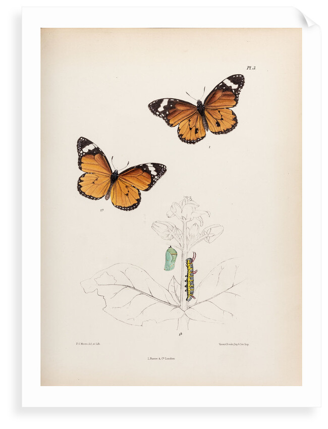 Plain tiger butterfly by Frederic C Moore