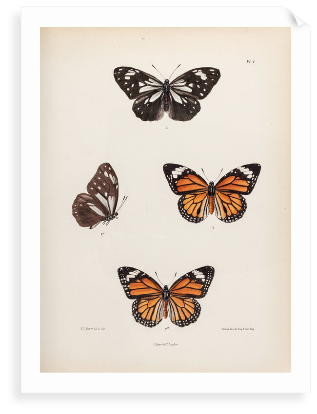 Tiger butterfly by Frederic C Moore